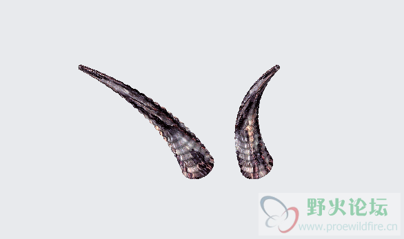 一对羊角.PNG