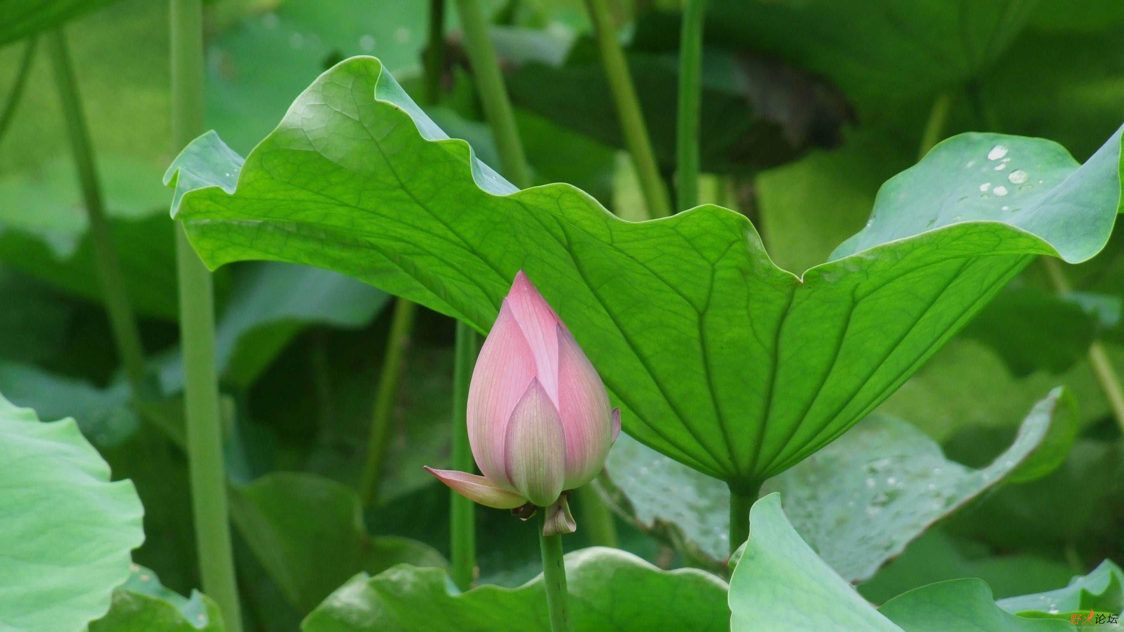 DSCF4126-PS.jpg
