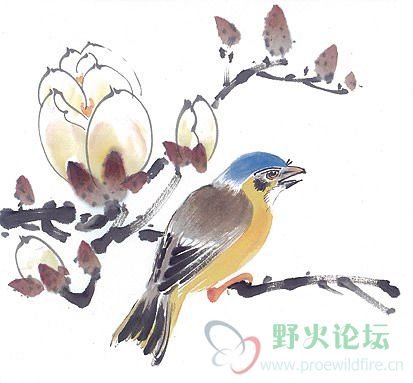 bird1.jpg