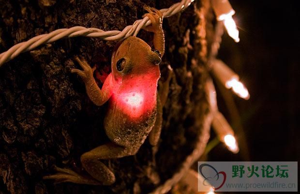 frog-lights_1383626i_Vn7IXUz91vZ9.jpg